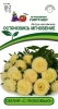 Астра китайская ОСТАНОВИСЬ МГНОВЕНИЕ 5шт в амп Астра китайская ОСТАНОВИСЬ МГНОВЕНИЕ 5шт в амп