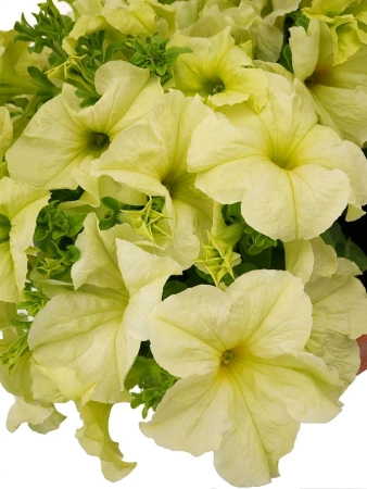 Петуния СОФИСТИКА ЛАЙМ ГРИН F1 5шт в амп