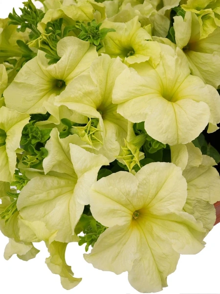 Петуния СОФИСТИКА ЛАЙМ ГРИН F1 5шт в амп