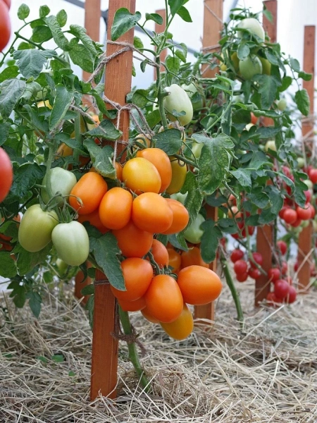 Томат ФАРАДЕНЗА F1 2-ной пак. 10шт