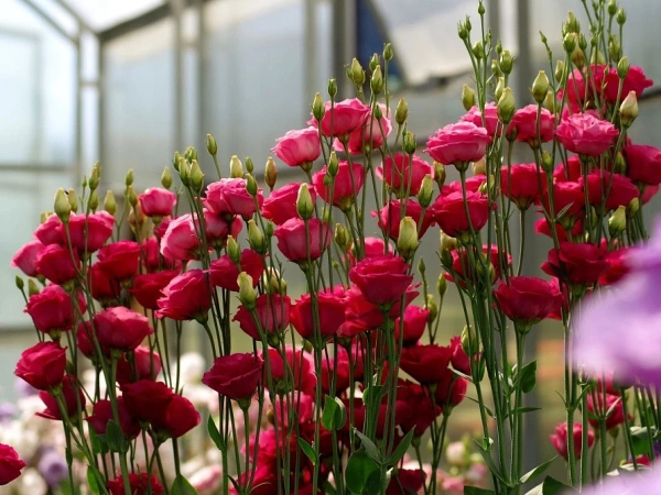 Эустома ПРИНЦЕССА ЛУИЗА F1 красная 5шт в амп