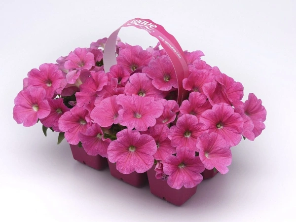 Петуния ИЗИ ВЭЙВ ПИНК КОСМО F1 5шт в амп