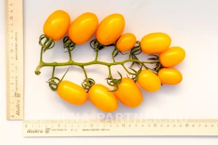 Томат ГЕЙША F1 2-ной пак. 10шт Томат ГЕЙША F1 2-ной пак. 10шт