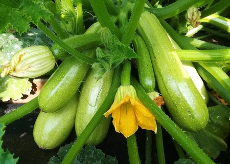 Кабачок ХЬЮГО F1 5шт