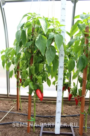 Перец сладкий ФЬЮДЖИ 2-ной пакет 10шт