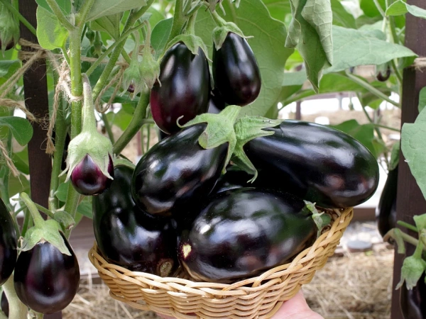 Баклажан ПАТРИК F1 2-ной пак. 5шт