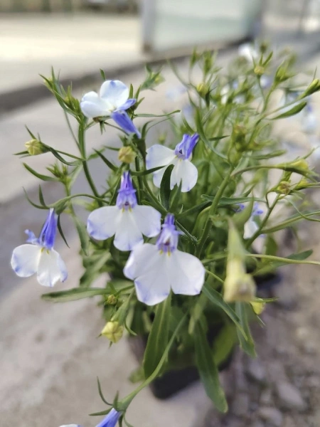 Лобелия РИВЬЕРА БЛУ СПЛЭШ каскадная 10шт в амп (снова в продаже)