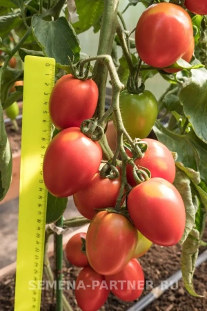 Томат ПОКРАСНЕВШАЯ НЕВЕСТА F1 2-ной пак. 10шт
