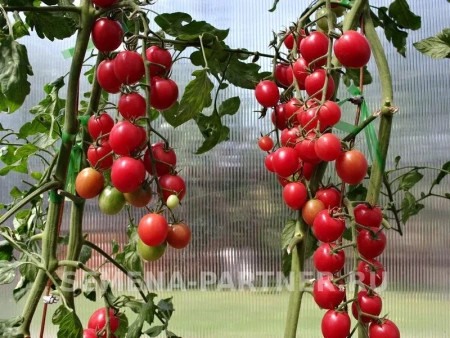 Томат ЗИМНЯЯ ВИШНЯ F1 2-ной пак. 10шт