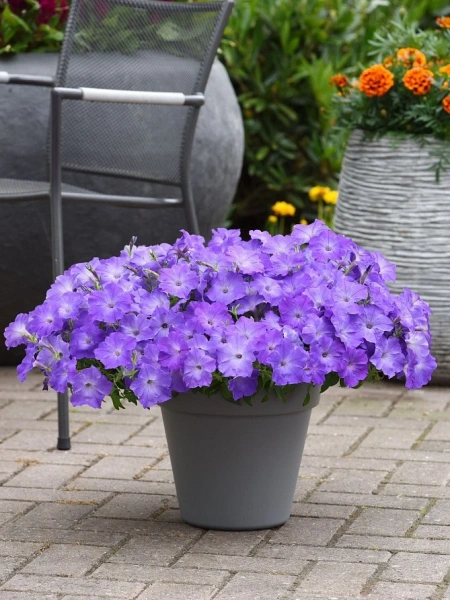 Петуния ИЗИ ВЭЙВ ЛАВЕНДЕР СКАЙ БЛЮ F1 5шт в амп