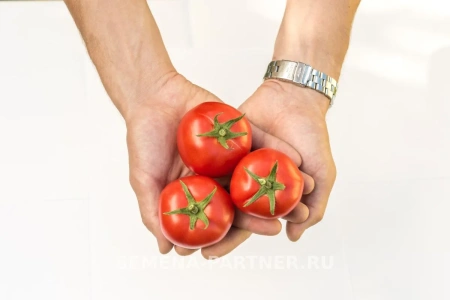 Томат ЛИРИКА F1 2-ной пак. 0,1г