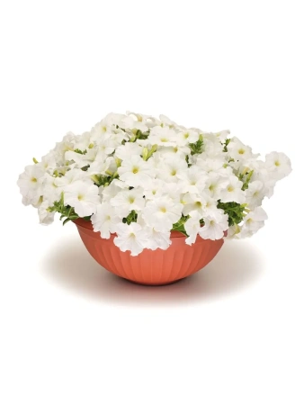 Петуния «Зацветёт SHORT» СНОУ БЛУМ F1 5шт в амп