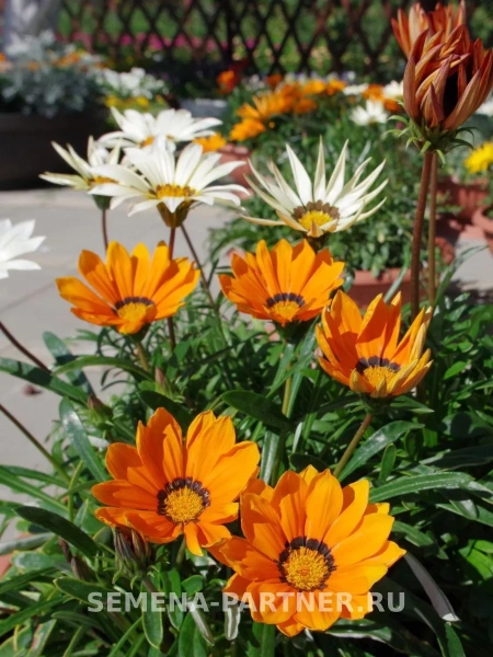 Гацания (Газания) МАЙАМИ БИЧ МИКС F1 5шт в амп