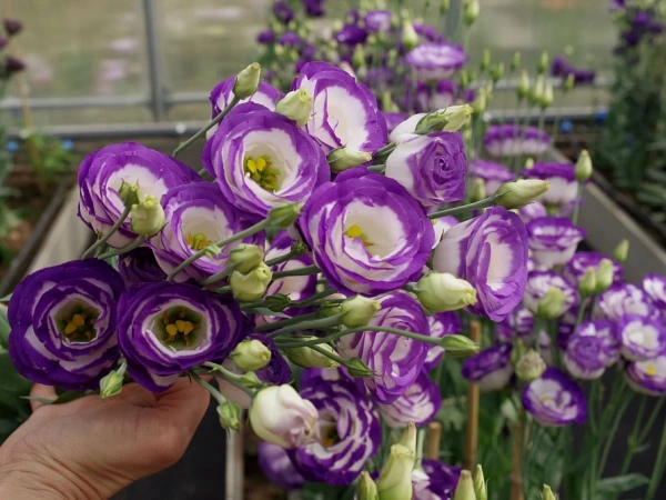 Эустома ПРИНЦЕССА КАРОЛИНА F1 голубая пикоти 5шт в амп