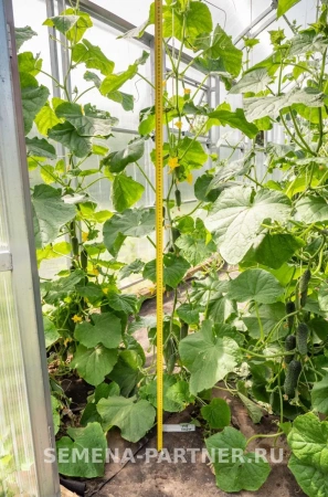 Огурец ХОББИТ F1 5шт