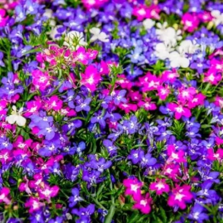 Лобелия ампельная Каскад смесь Германия Pro 0,08г