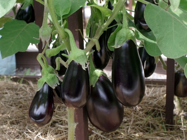 Баклажан ПАТРИК F1 2-ной пак. 5шт