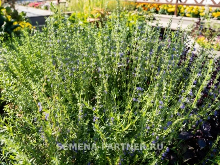 Иссоп ЛЕКАРЬ 0,5г