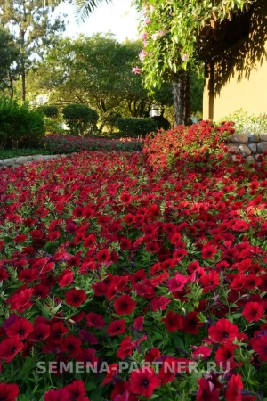Петуния ТАЙДЕЛ ВЭЙВ РЕД ВЕЛЮР F1 5шт в амп
