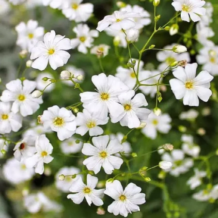 Гипсофила Монарх Ковент Гарден Германия Pro 0,3г