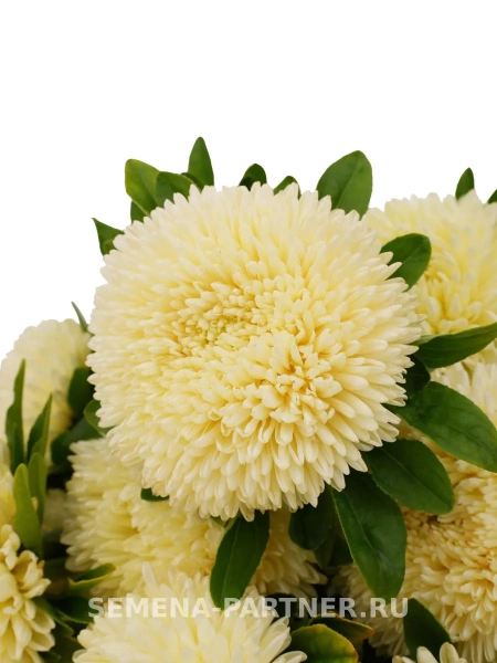 Астра китайская ОСТАНОВИСЬ МГНОВЕНИЕ 5шт в амп