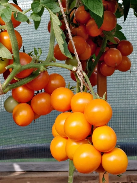 Томат ЯНТАРНАЯ КАПЛЯ F1 2-ной пак. 10шт