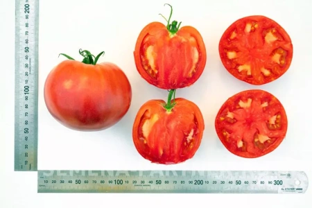 Томат ЛАДЬЯ 2-ной пак. 10шт