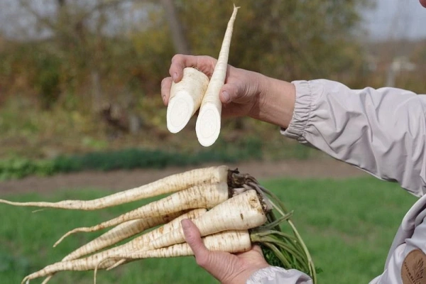 Петрушка корневая АЛБА 2г