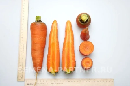 Морковь КУРОДА 1г