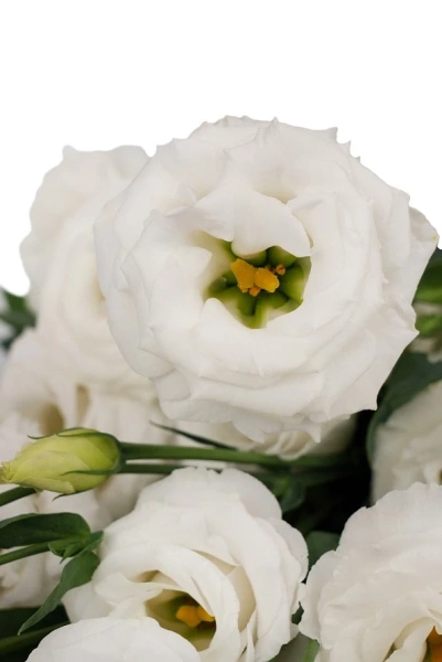 Эустома ПРИНЦЕССА ДИАНА F1 белая 5шт в амп