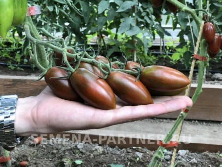 Томат ДЮКРЕ F1 2-ной пак. 10шт