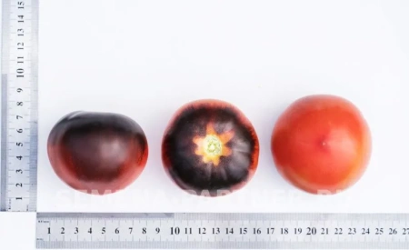 Томат ЧЕРНАЯ БОГИНЯ 10шт