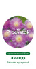 Василек мускусный Люсида Германия Pro 0,5г