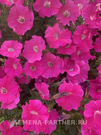 Петуния серия «МиМи» ЖАКЛИН F1 5шт в амп