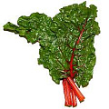 Мангольд Мангольд