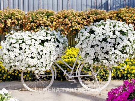 Петуния «Зацветёт LONG» АЙС КВИН F1 5шт в амп (ожидается поступление в декабре)