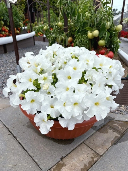 Петуния КОЛЛЕКЦИЯ «ПЕЙЗАЖНАЯ» КАШАРЕЛЬ СНОУ КАП F1 10шт в амп