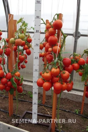 Томат ДИАДЕМА F1 2-ной пак. 0,1г