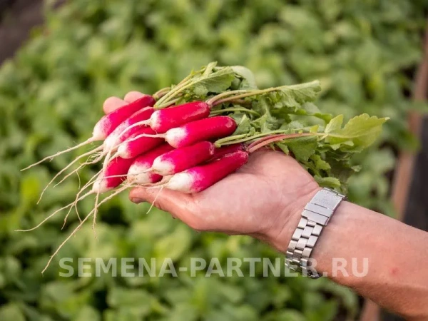 Редис СЛАВА 2г Редис СЛАВА 2г