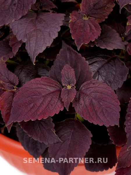 Колеус шлемниковидный «КОЛОРИТ ПРЕМИУМ» ЧОКО НАЙТ 5шт в амп Колеус шлемниковидный «КОЛОРИТ ПРЕМИУМ» ЧОКО НАЙТ 5шт в амп