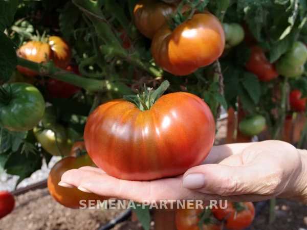 Томат ТАСМАНСКИЙ ШОКОЛАД 10шт Томат ТАСМАНСКИЙ ШОКОЛАД 10шт