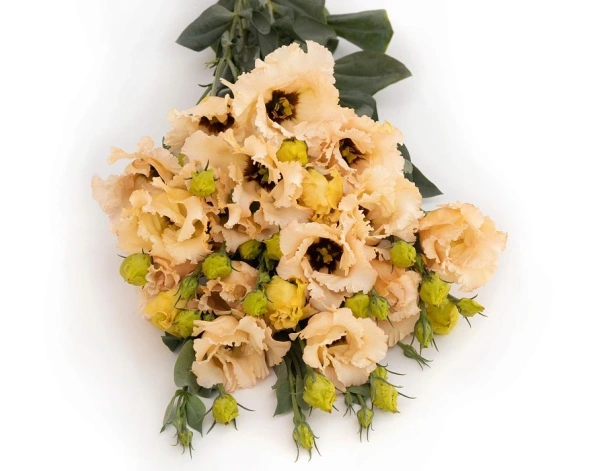 Эустома СЕНЬОРИТА МАРСЕЛА F1 срезочная бахромчатая 5шт в амп