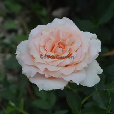 Роза Tamora английская саженец кор. ЗКС Сербия "RI" КрК (только самовывоз Дзержинского, Боровая)