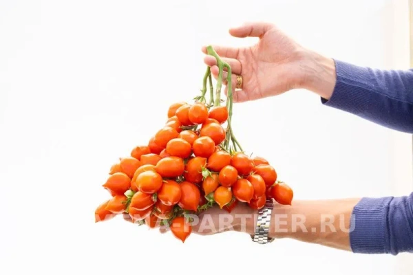 Томат ПОЦЕЛУЙ 2-ной пак. 10шт Томат ПОЦЕЛУЙ 2-ной пак. 10шт