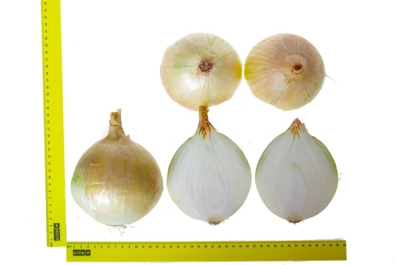 Лук репчатый ЭКСИБИШЕН 0,5г