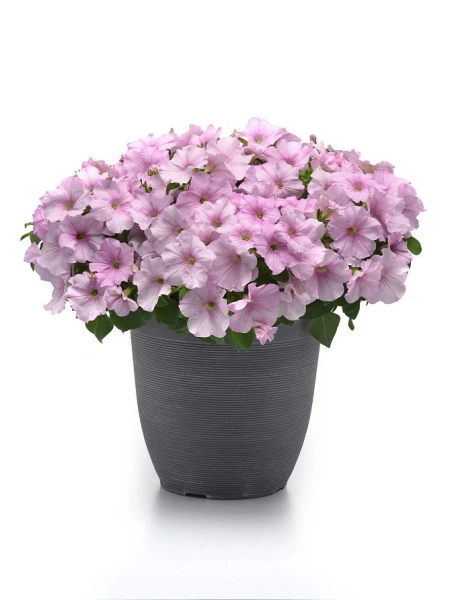 Петуния ИЗИ ВЭЙВ РОЗОВЫЙ ЖЕМЧУГ F1 5шт в амп