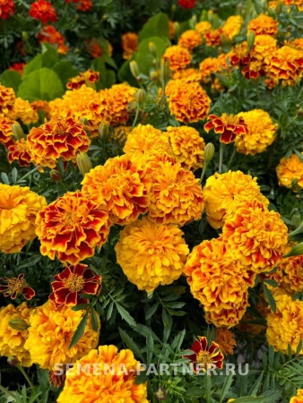 Бархатцы отклоненные БОНАНЗА БИ 2-ной пак. 10шт