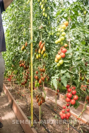 Томат ДЮКРЕ F1 2-ной пак. 10шт