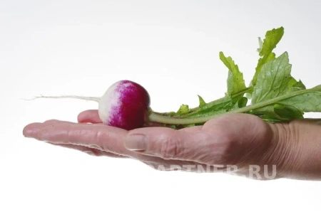 Редис МАРГО 3г