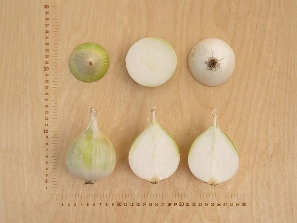 Лук репчатый КОМЕТА F1 0,5г